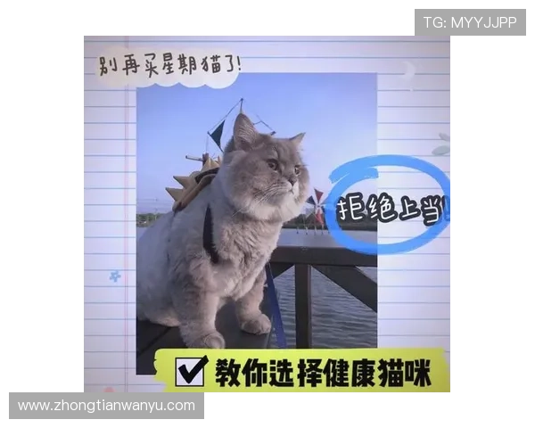 新手必看：进攻犯规的判定规则和实战避坑指南